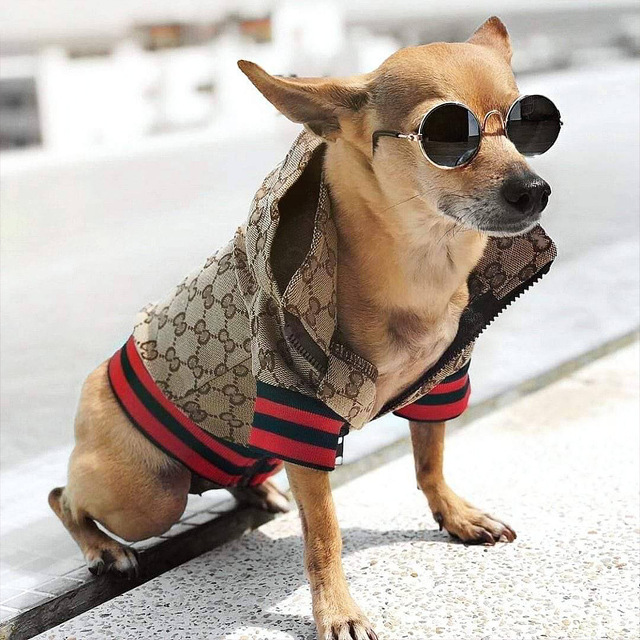 GUCCI】ドッグウェア 犬用ウェア ペット犬猫 小型犬 犬服 - 犬用品